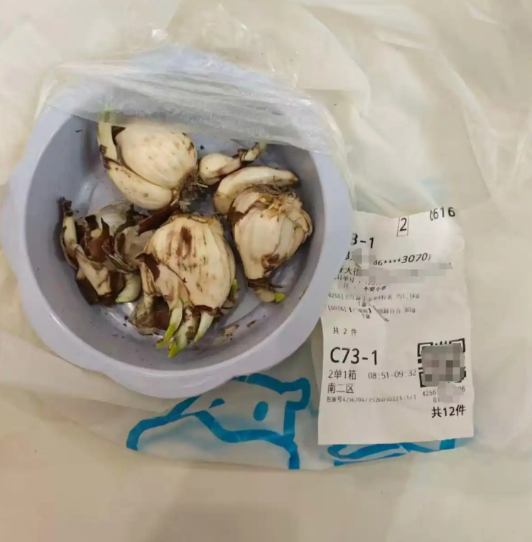 「盒馬鮮生」把「水仙」當百合出貨　祖孫食用中毒送院搶救