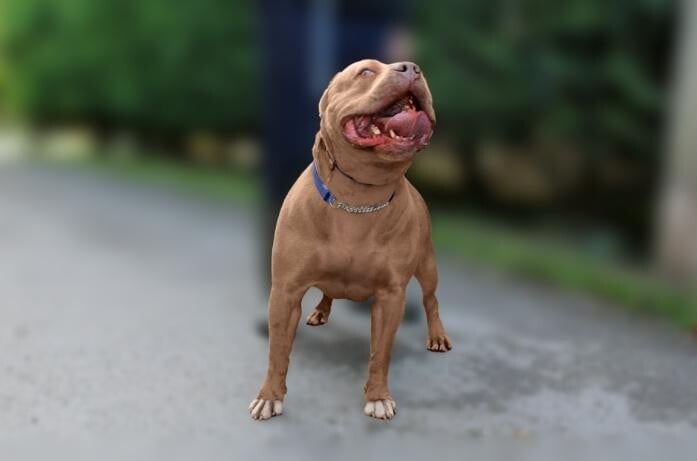 蘇格蘭男子代朋友照顧惡霸犬遭啃食　母淚訴：臉部僅剩雙眼。（示意圖）