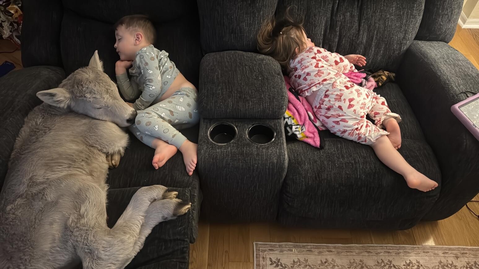 美國遭受冬季風暴，肯塔基一頭剛出生的小牛被帶進溫暖的室內避寒。（圖／美聯社）