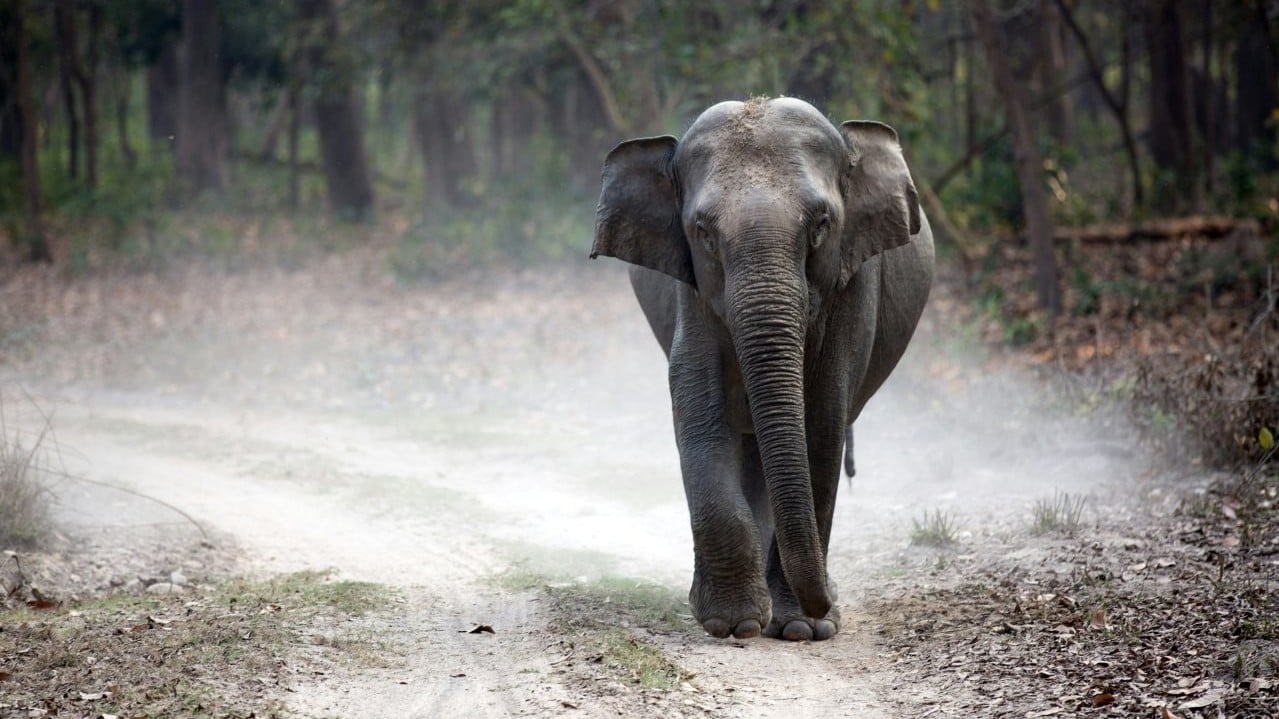 印度象連環襲擊人類10日釀22死　晚間行動速度極快（示意圖）