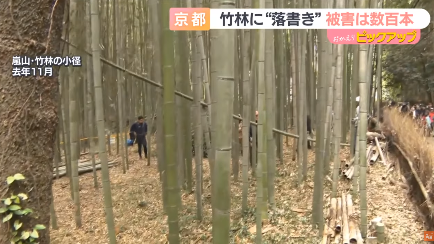 京都竹林