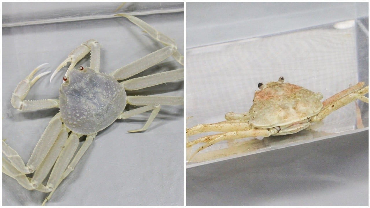 一對稀有全白松葉蟹被捕獲　水族館展示雄蟹，雌蟹正「安胎」。(FB)