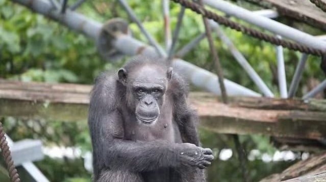 識認漢字同開鎖，日本「天才黑猩猩」離世。(X)