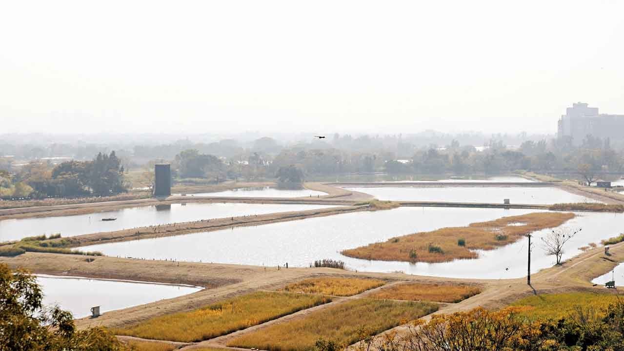 落馬洲濕地展開為期一年的試驗計劃。(周令知攝)