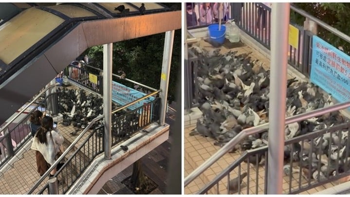 中環街市對開的行人天橋被一群「大軍」攻陷，近百隻白鴿聚集疑是在吃東西。(Threads@kurisu.w)