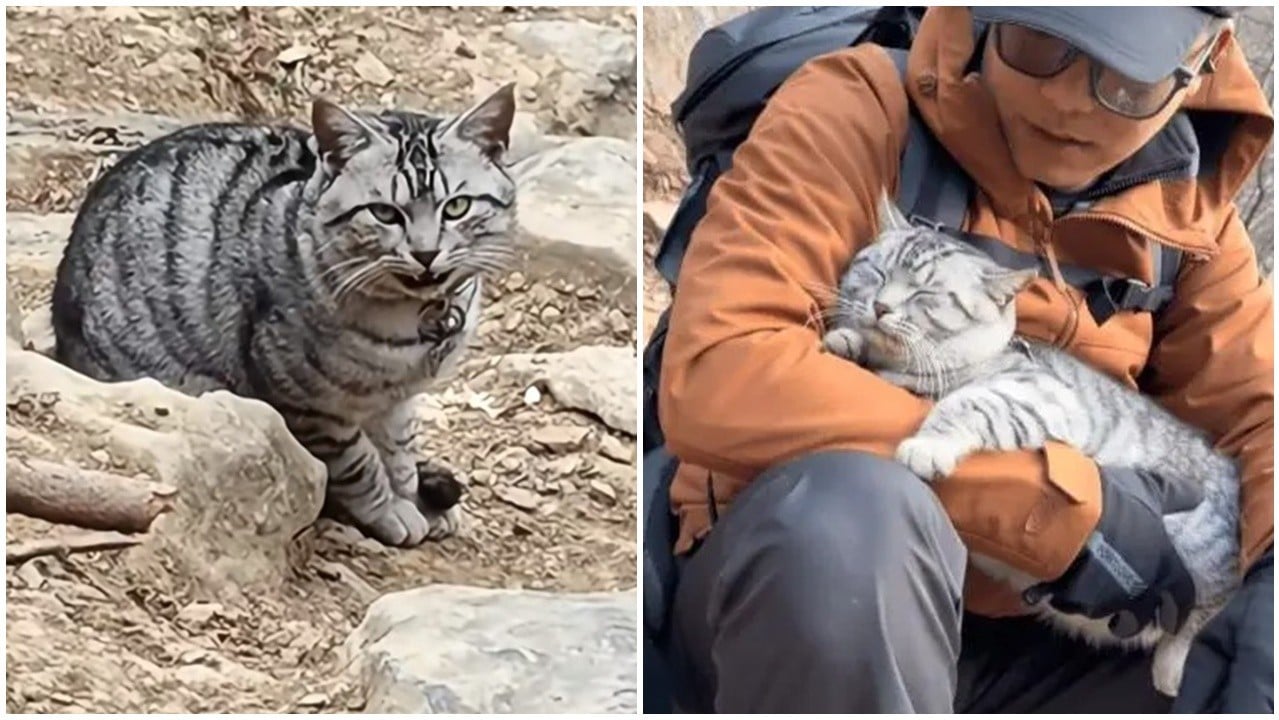 河南太行山貓咪屢被誤認流浪，一日三次遭帶落山，被救到絕望。(微博)