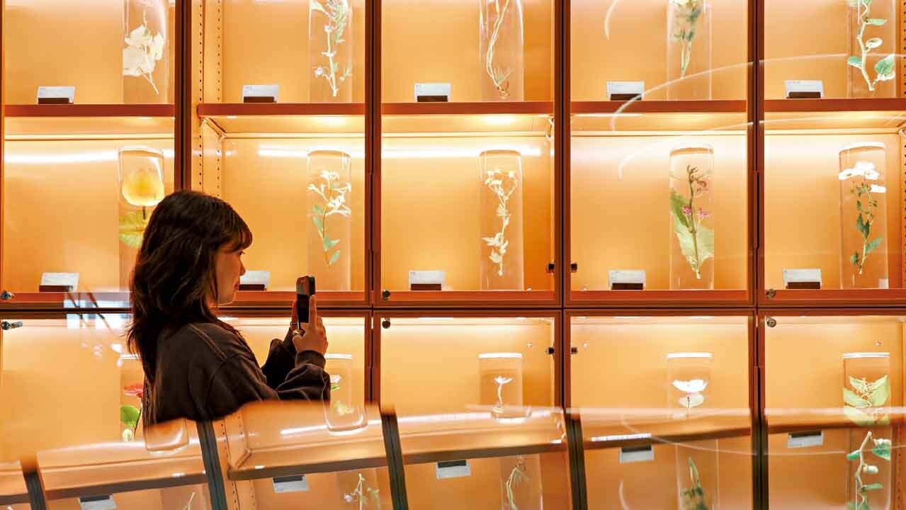 中藥檢測中心永久大樓有超過1萬份中藥標本。