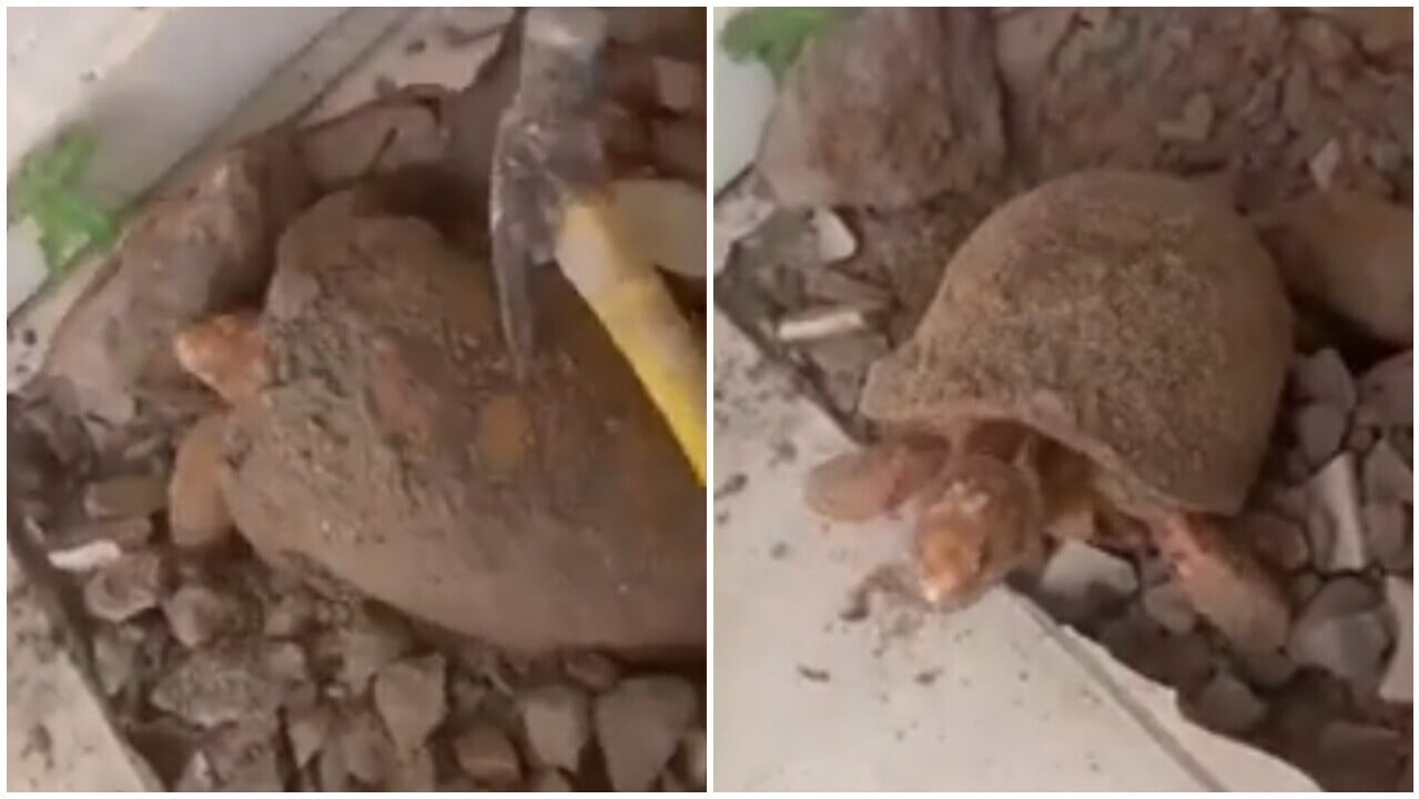陸龜被活埋地板逾10年奇蹟生還，專家揭存活原因。(X)