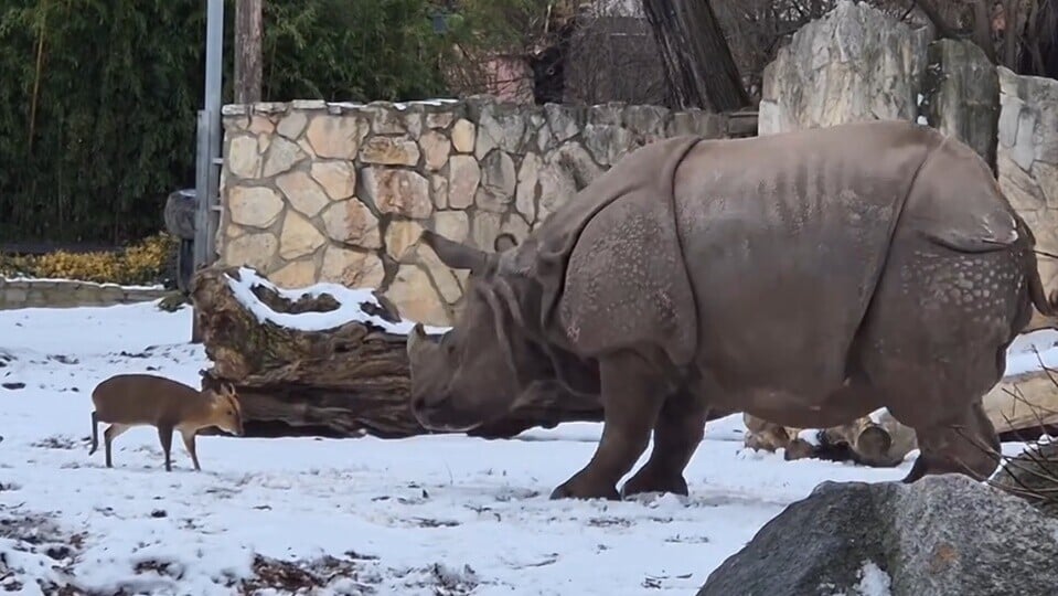 23公斤黃麖越級挑戰1.7噸犀牛，原因竟是為女友。(IG)
