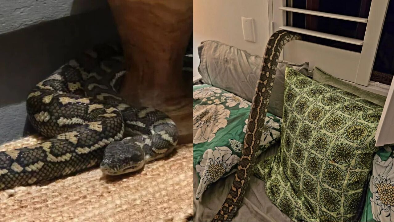 澳洲女子睡夢中被2.5米蟒蛇重壓　開燈嚇傻