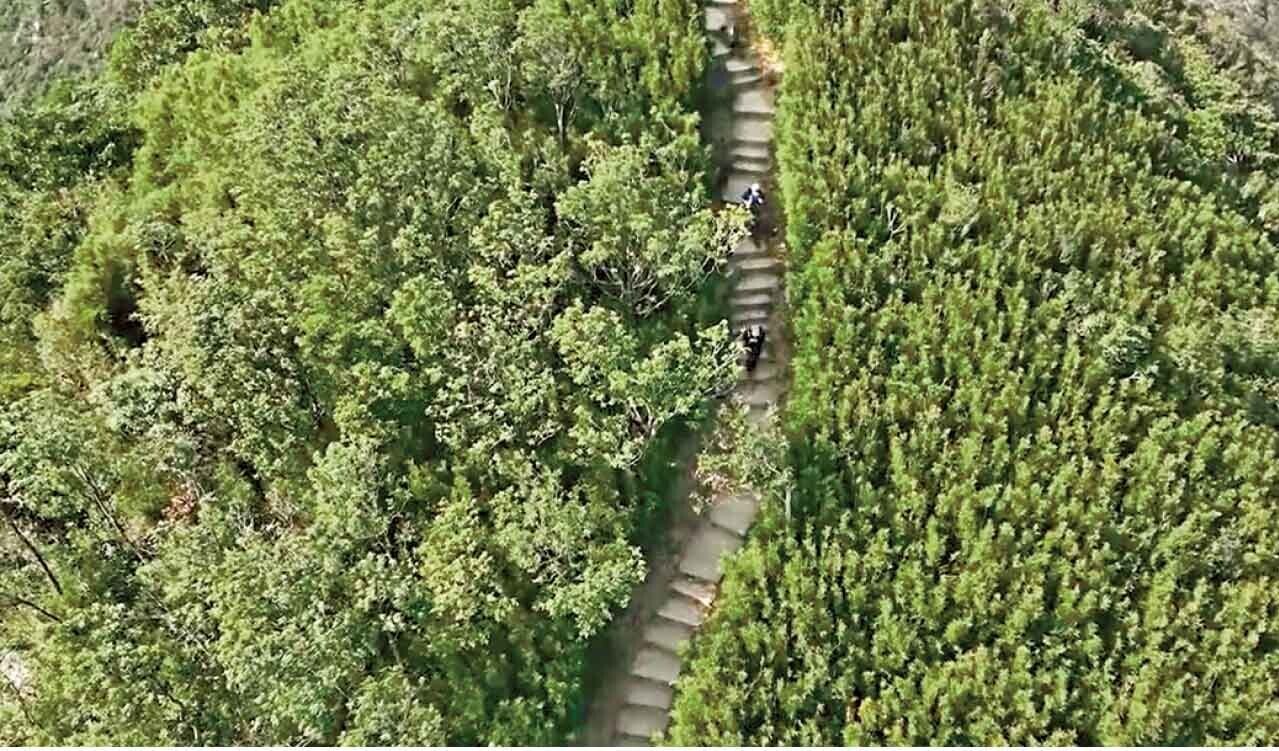 港島徑不乏漫步林蔭山徑。