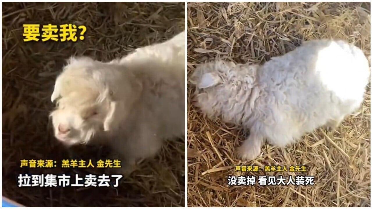 戲精小羊一碰就扮死爆紅，飼主遭開價30萬元仍堅決拒賣。(微博)