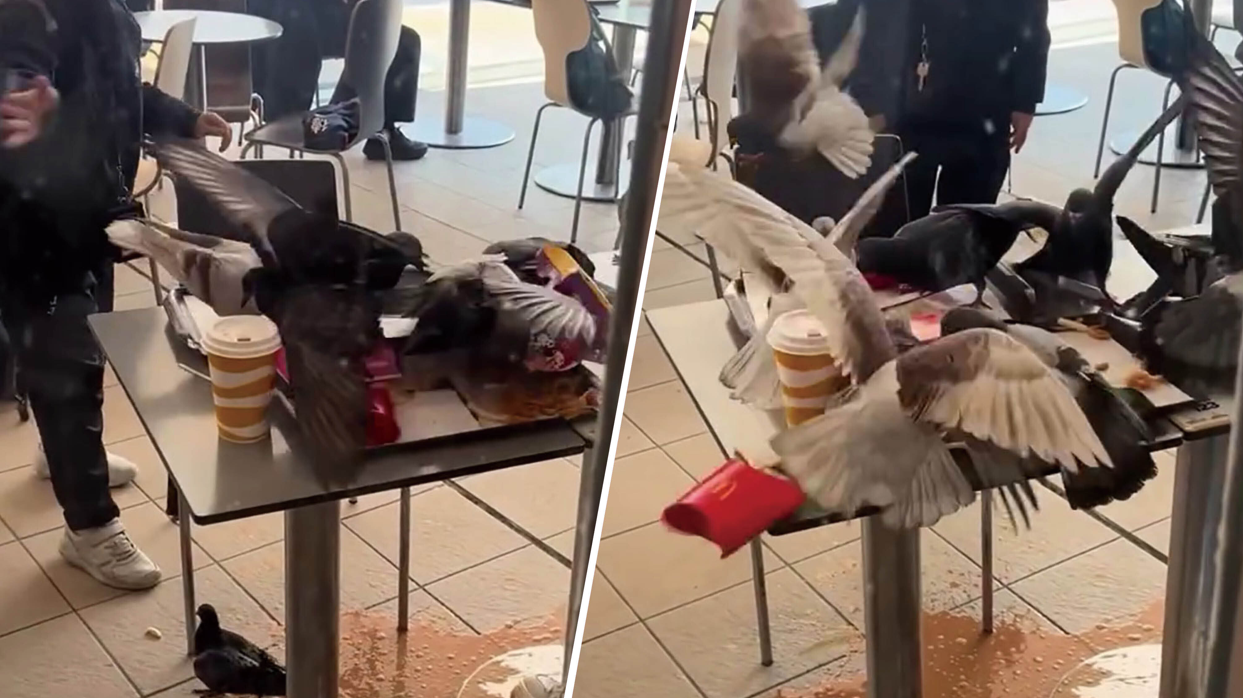 九龍公園一群野鴿無視食客驅趕，爭相在一間半露天餐廳搶食物。(網上影片截圖)