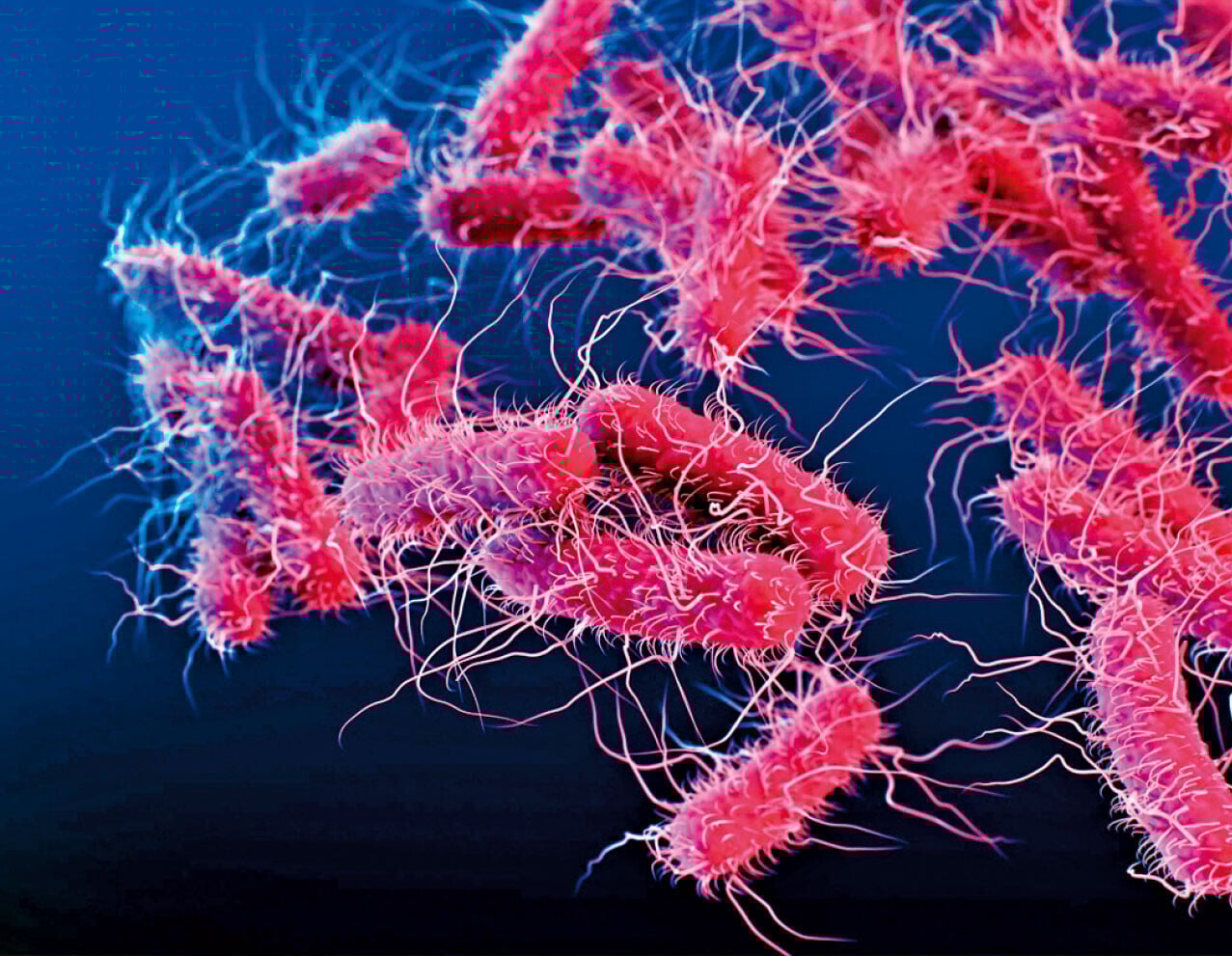 糖尿腳感染現抗藥性 研究：大腸桿菌多樣性引致