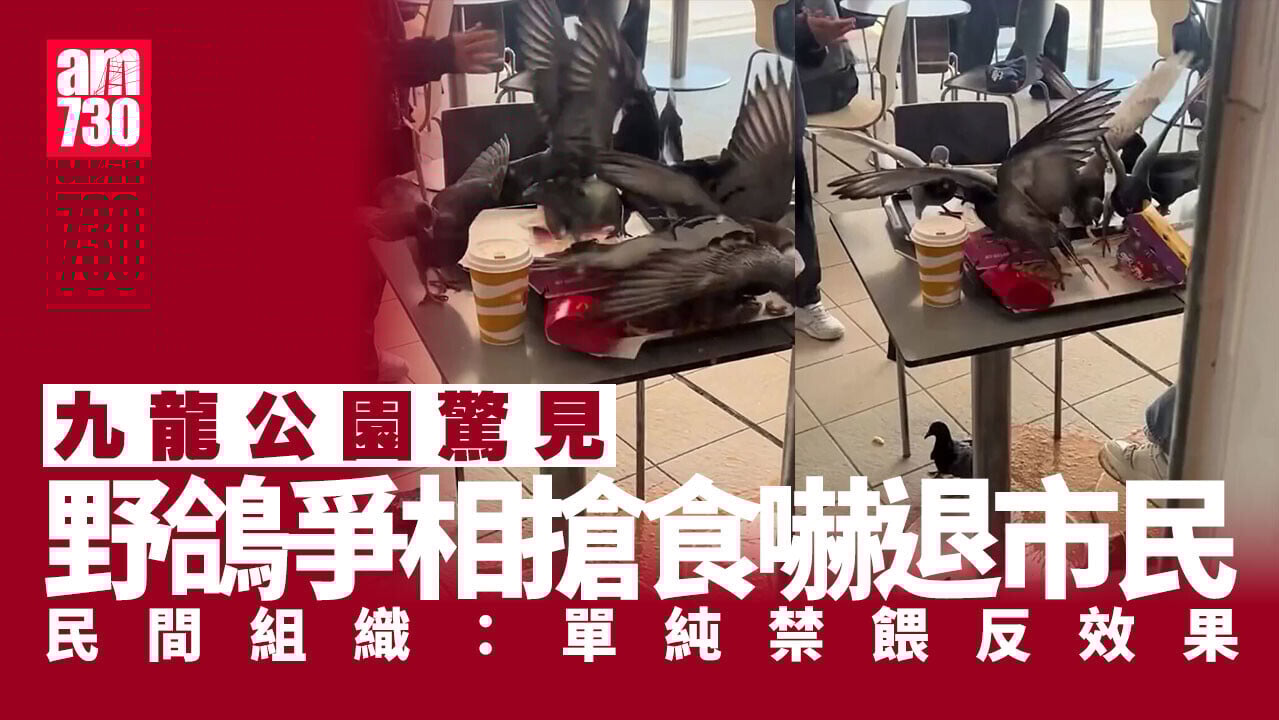 九龍公園野鴿無視驅趕爭相搶食物　目擊者：嚇退妹妹後即一湧而上