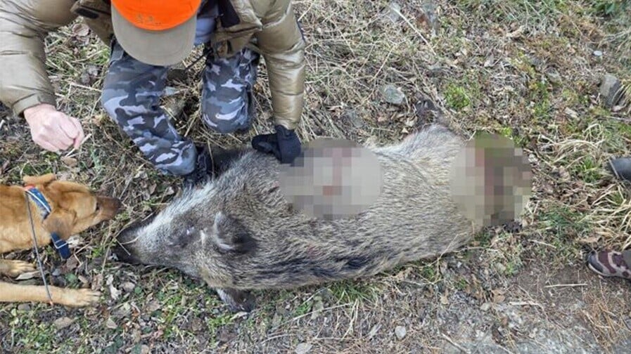 野豬游水「脫北」登南韓小島，2個月後遭獵人射殺。(X)