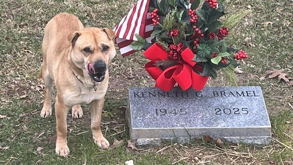 狗狗每天守墳不肯走爆紅，家屬震驚：無養狗。(X)