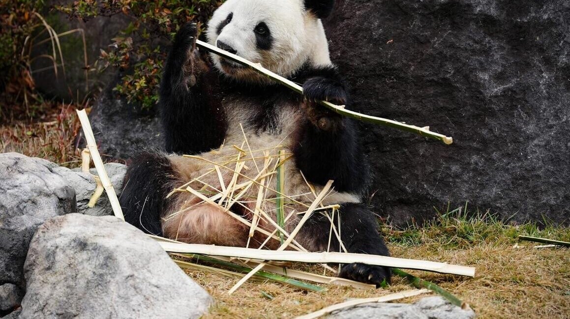 「最後一對」旅日熊貓將於27日歸還中國。（圖／新華社）