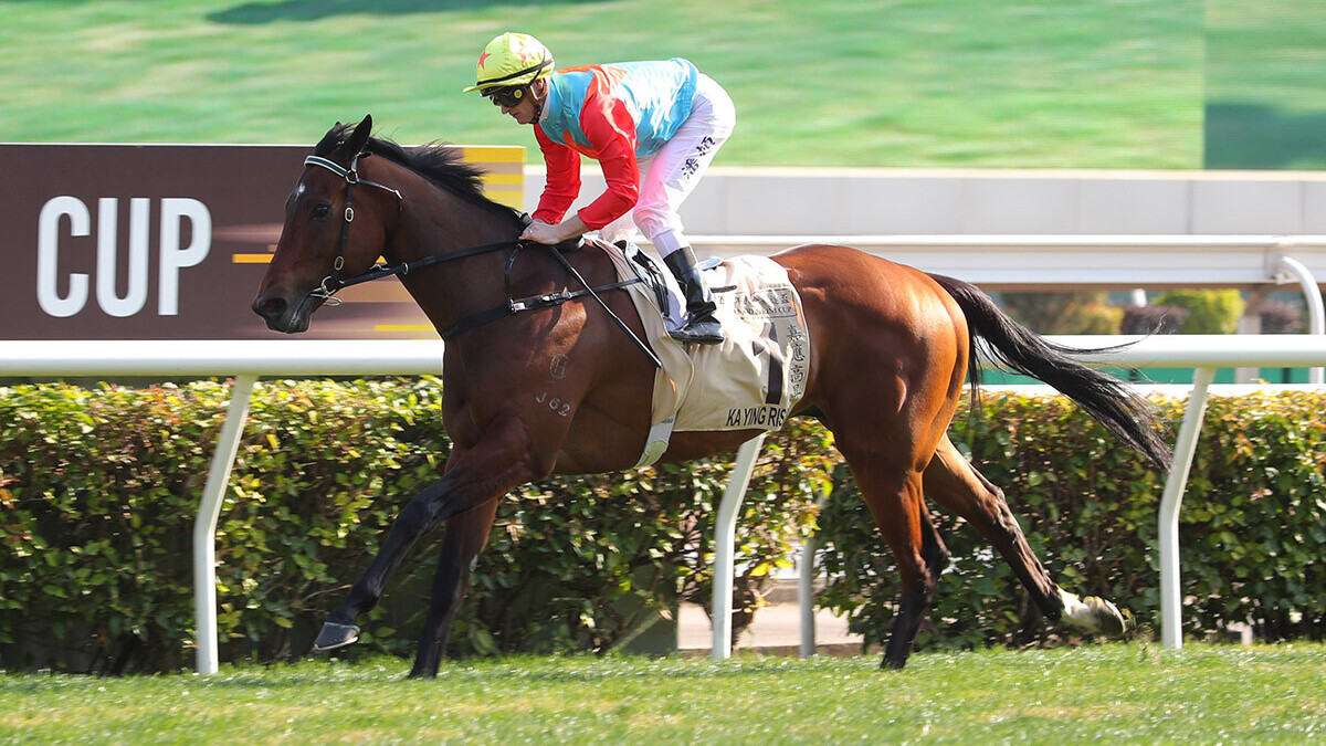 「嘉應高昇」去年在百週年紀念短途盃中，刷新1,200米沙田場地紀錄時間。