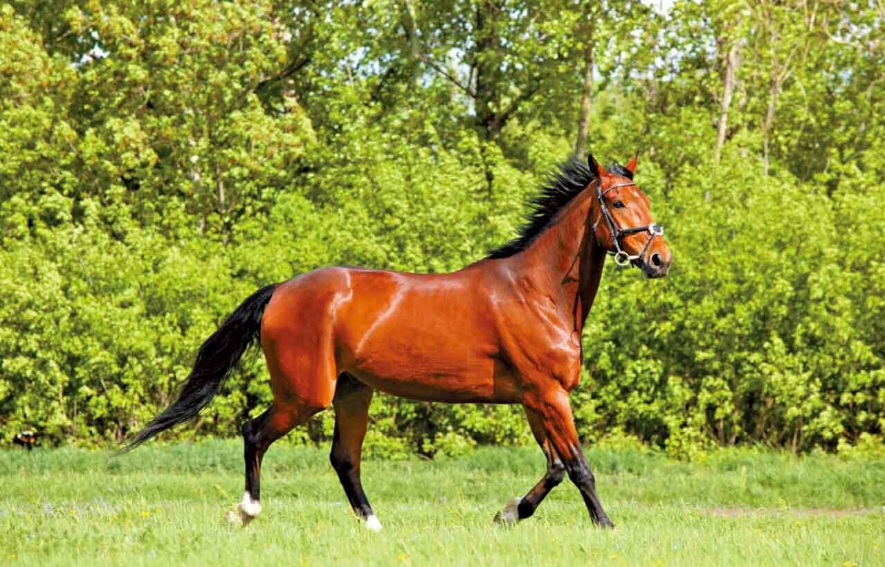 「赤馬紅羊」的「商機」