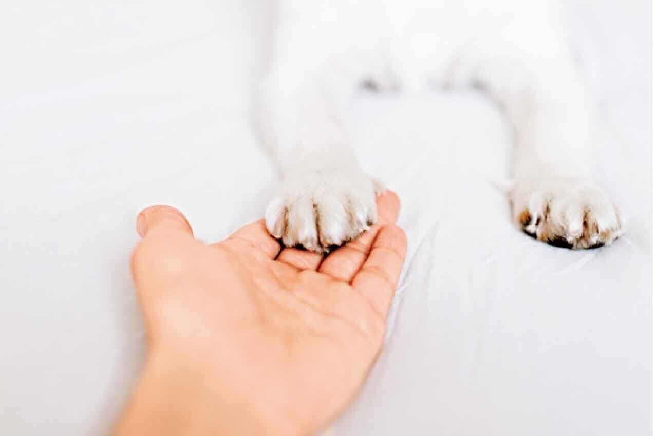 失去寵物的痛如失去至親