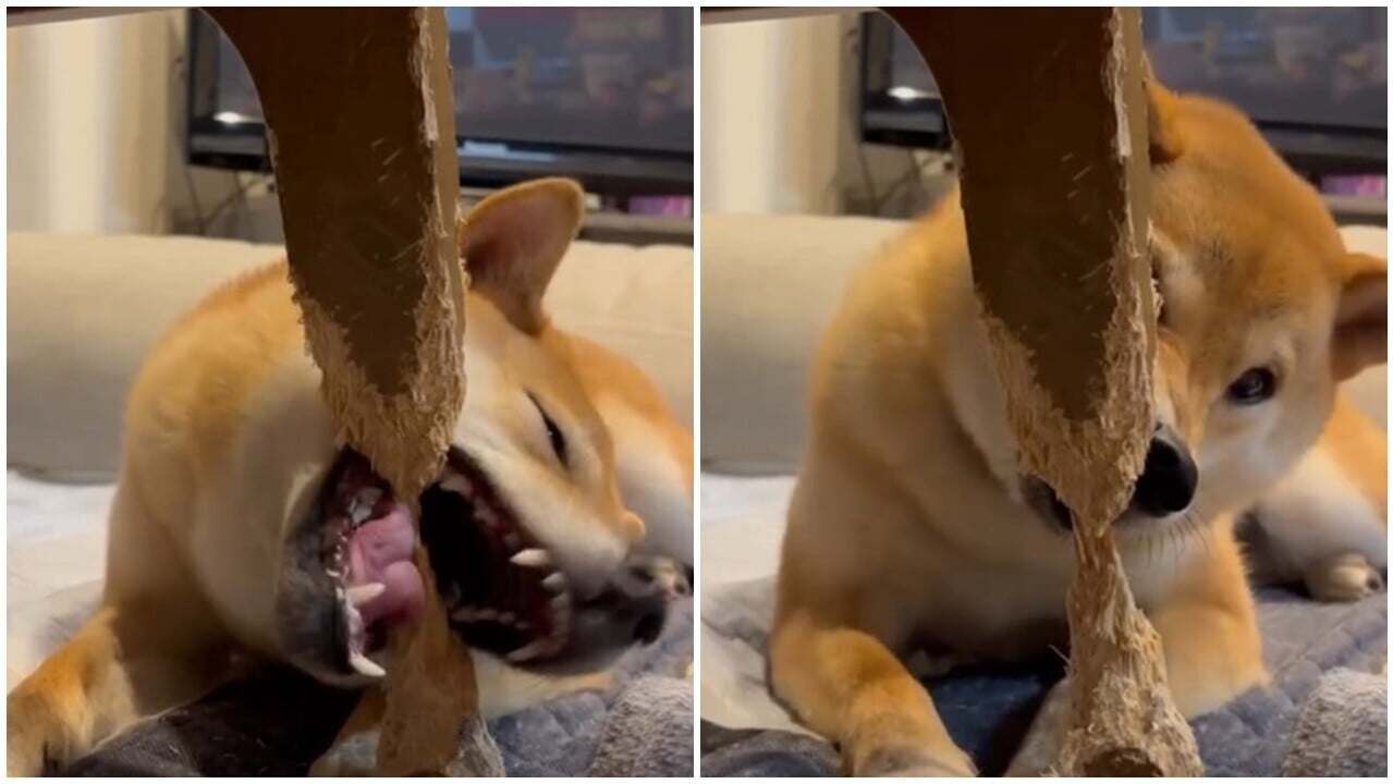 柴犬將枱腳當潔齒骨咬斷，飼主： 6個月終大功告成。(IG)