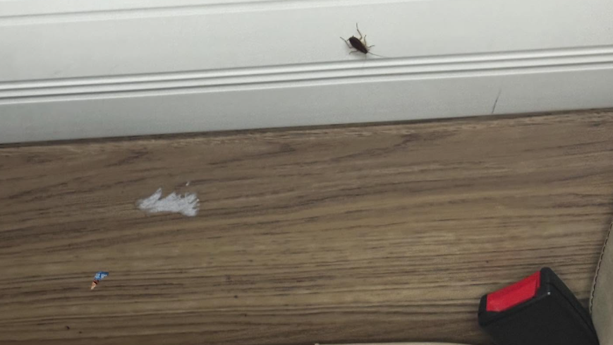 有女子乘坐巴士欲佩戴座位安全帶時，暗藏在巴士隱蔽處的曱甴突現身。(Threads)