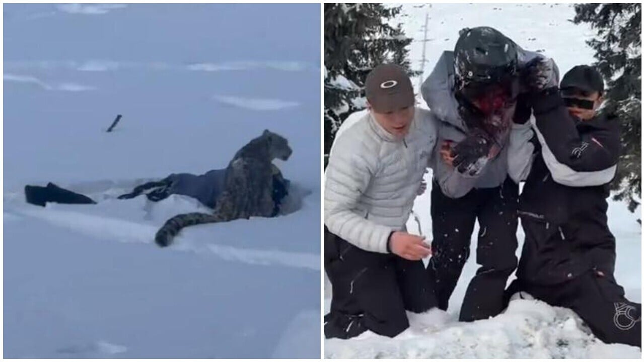 可可托海雪豹襲滑雪女咬傷面，網傳主動摸豹。(微博)