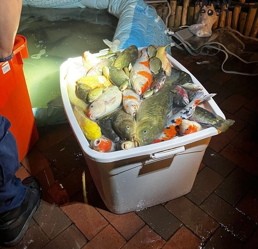 期間疑氧氣泵故障,導致115條魚缺氧死亡。(香港動物報)