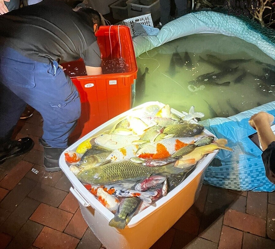 管理處及清潔公司將池內逾百魚撈起,暫存到3個箱子及細水池暫存。(香港動物報)
