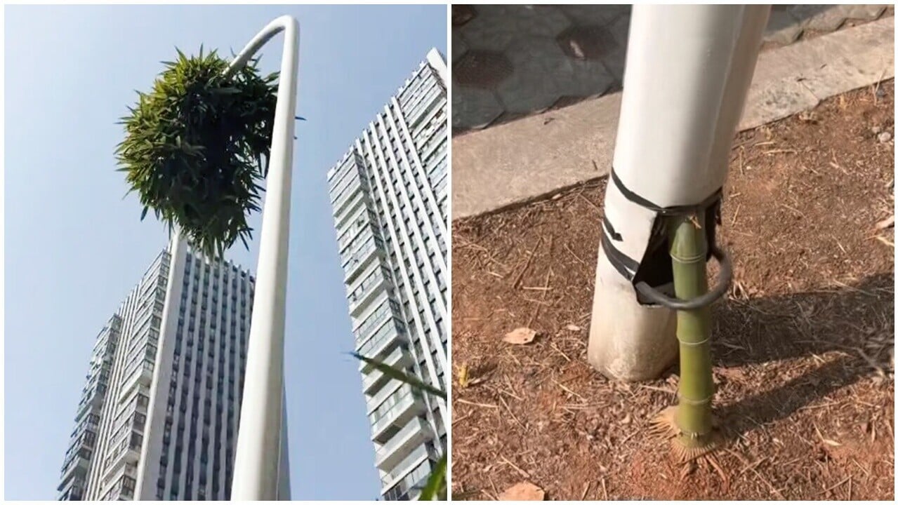 「竹堅強」鑽入燈柱，穿越6米「隧道」綻放枝葉爆紅。(微博)