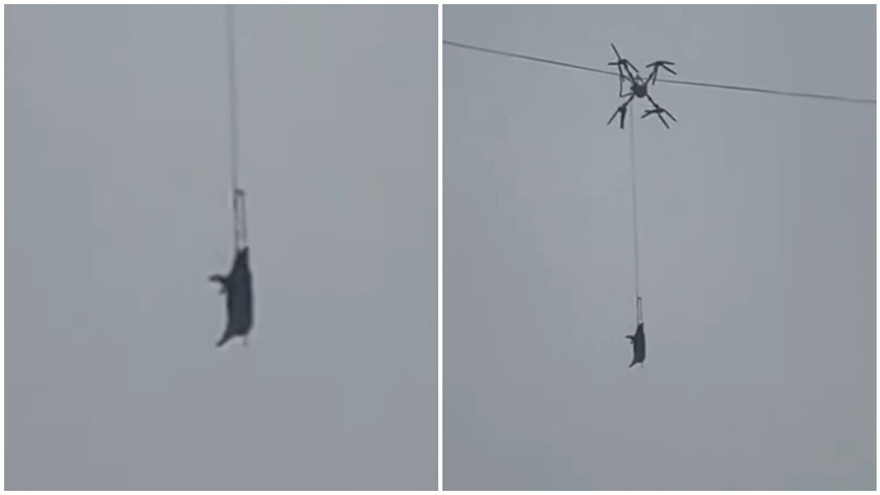 四川無人機運豬卡電纜累全村停電10小時，網民代二師兄發聲「給我痛快」。(微博)