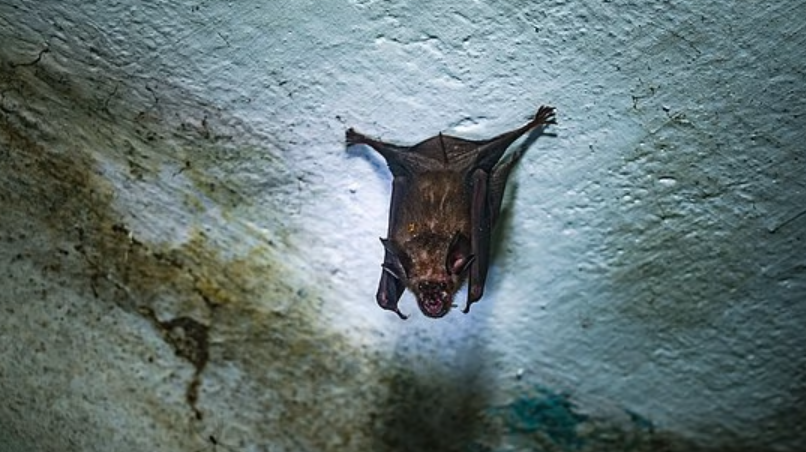 蝙蝠是尼帕病毒的自然宿主(網上圖片)