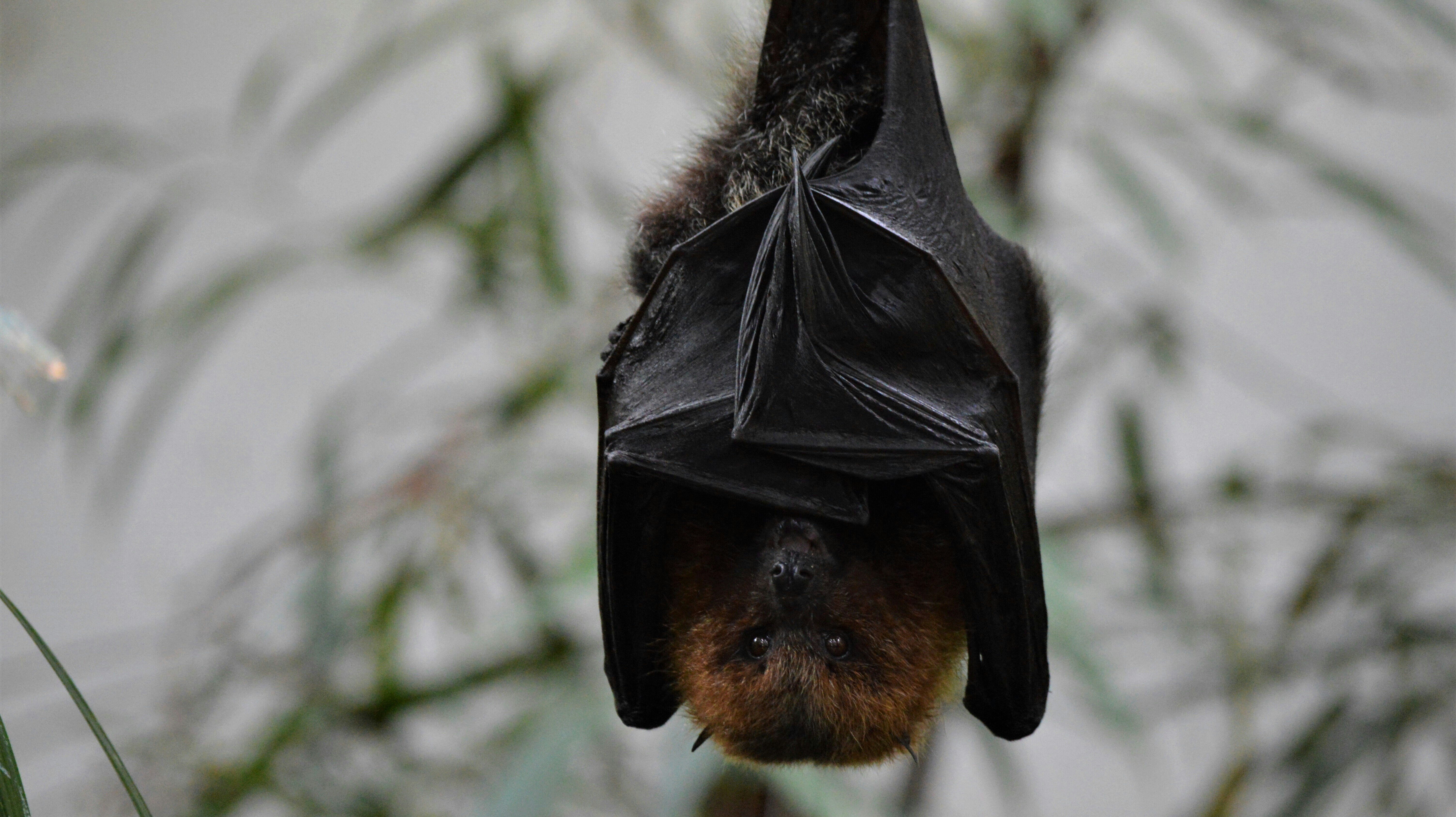 尼帕病毒｜外遊注意3點 保持衛生預防感染