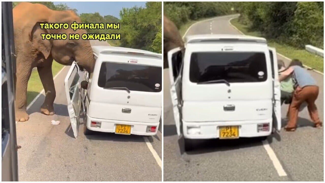 為食野象扯甩觀光車門，遊客跳車男童赤腳逃生。(IG)