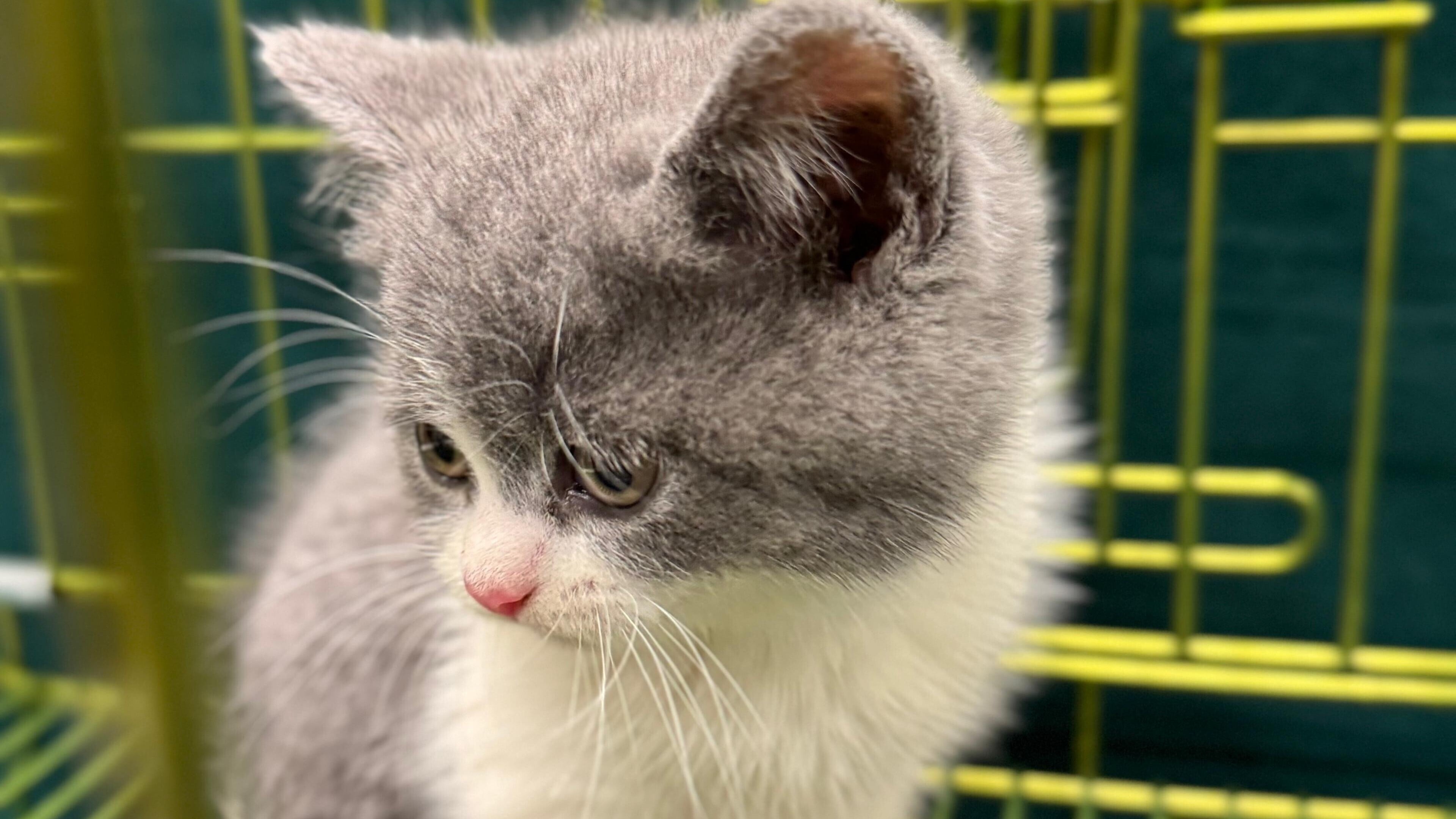 62歲男旅客背包藏貓咪來港　羅湖口岸遇截查被捕