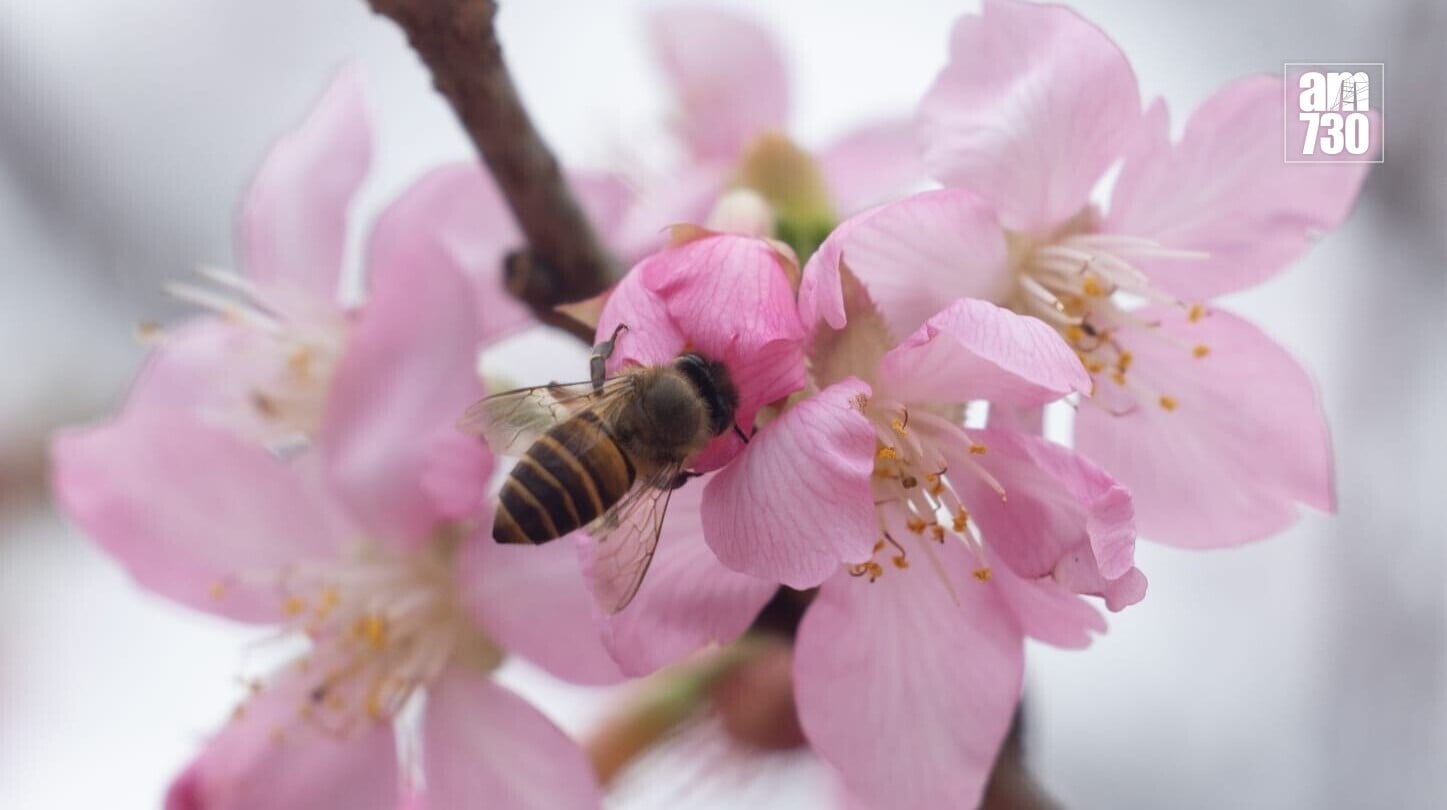 機場櫻花園情人節前一周料最美，第三期擴建增39棵估計吸引10萬人。(蘇文傑攝)