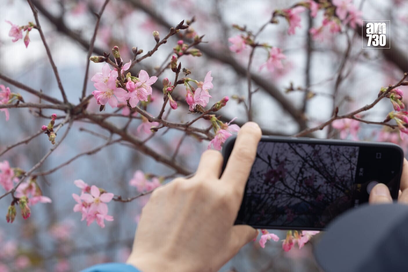 機場櫻花園情人節前一周料最美　第三期擴建增39棵估計吸引10萬人。(蘇文傑攝)