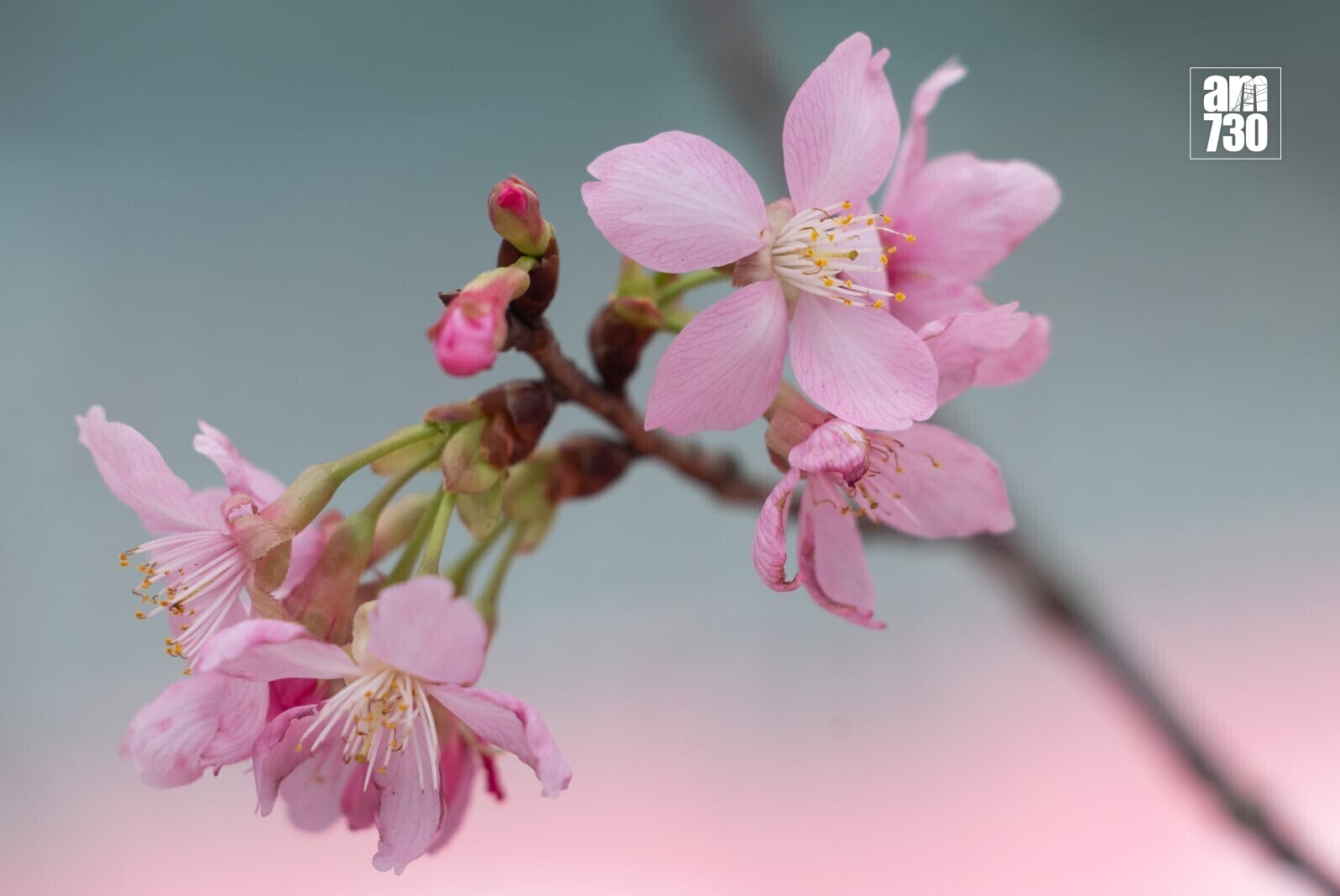 機場櫻花園情人節前一周料最美　第三期擴建增39棵估計吸引10萬人。(蘇文傑攝)