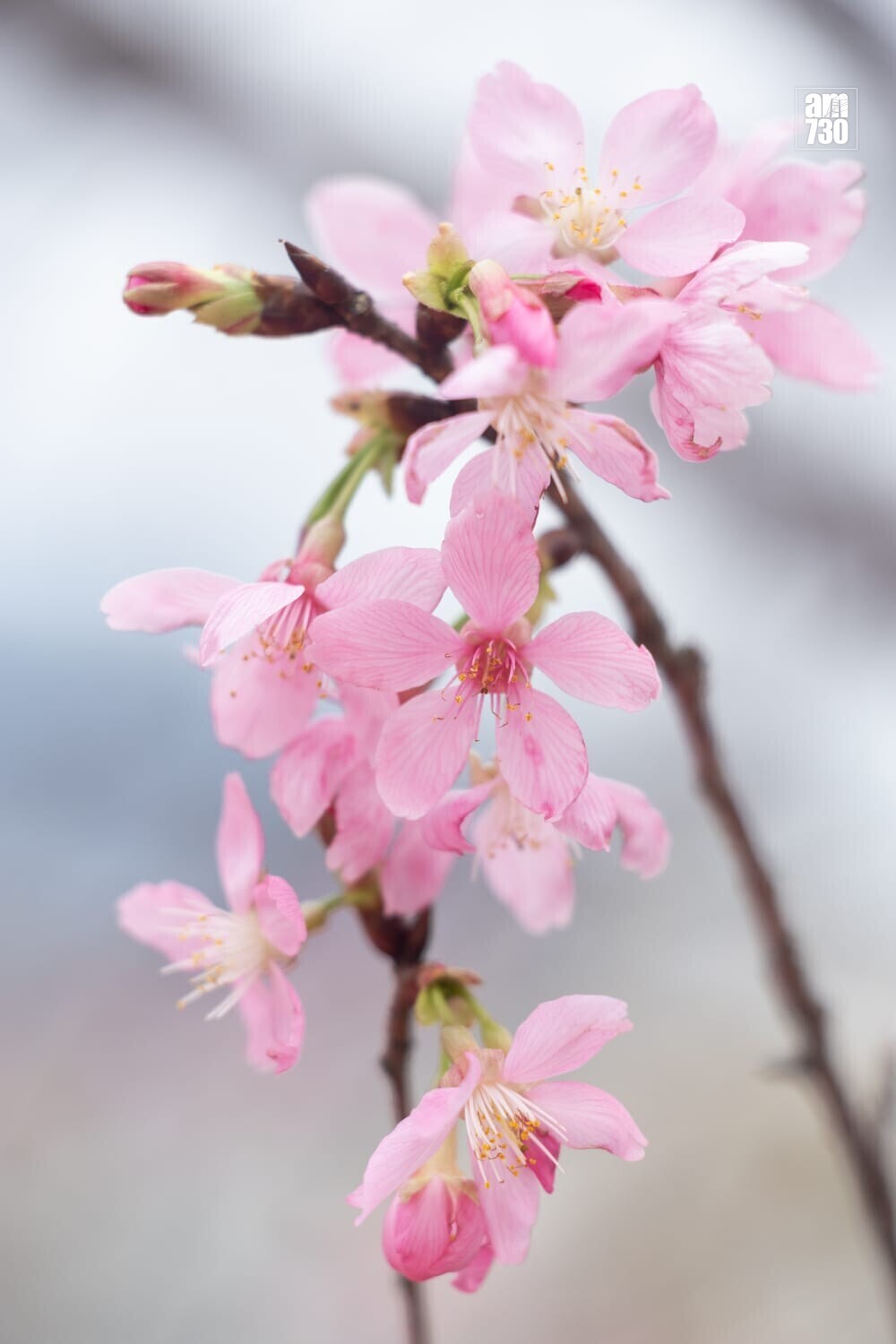 機場櫻花園情人節前一周料最美　第三期擴建增39棵估計吸引10萬人。(蘇文傑攝)