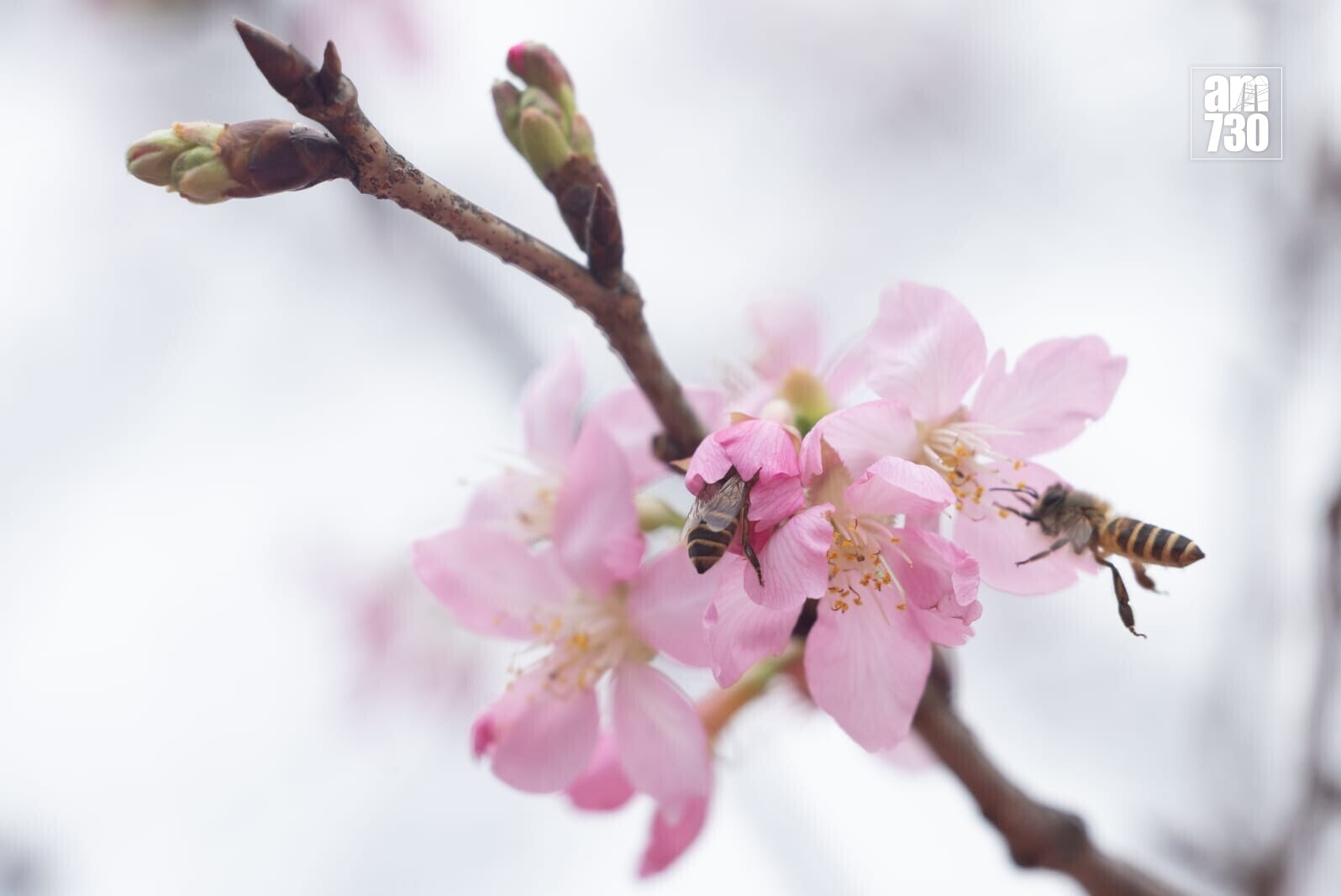 機場櫻花園情人節前一周料最美　第三期擴建增39棵估計吸引10萬人。(蘇文傑攝)