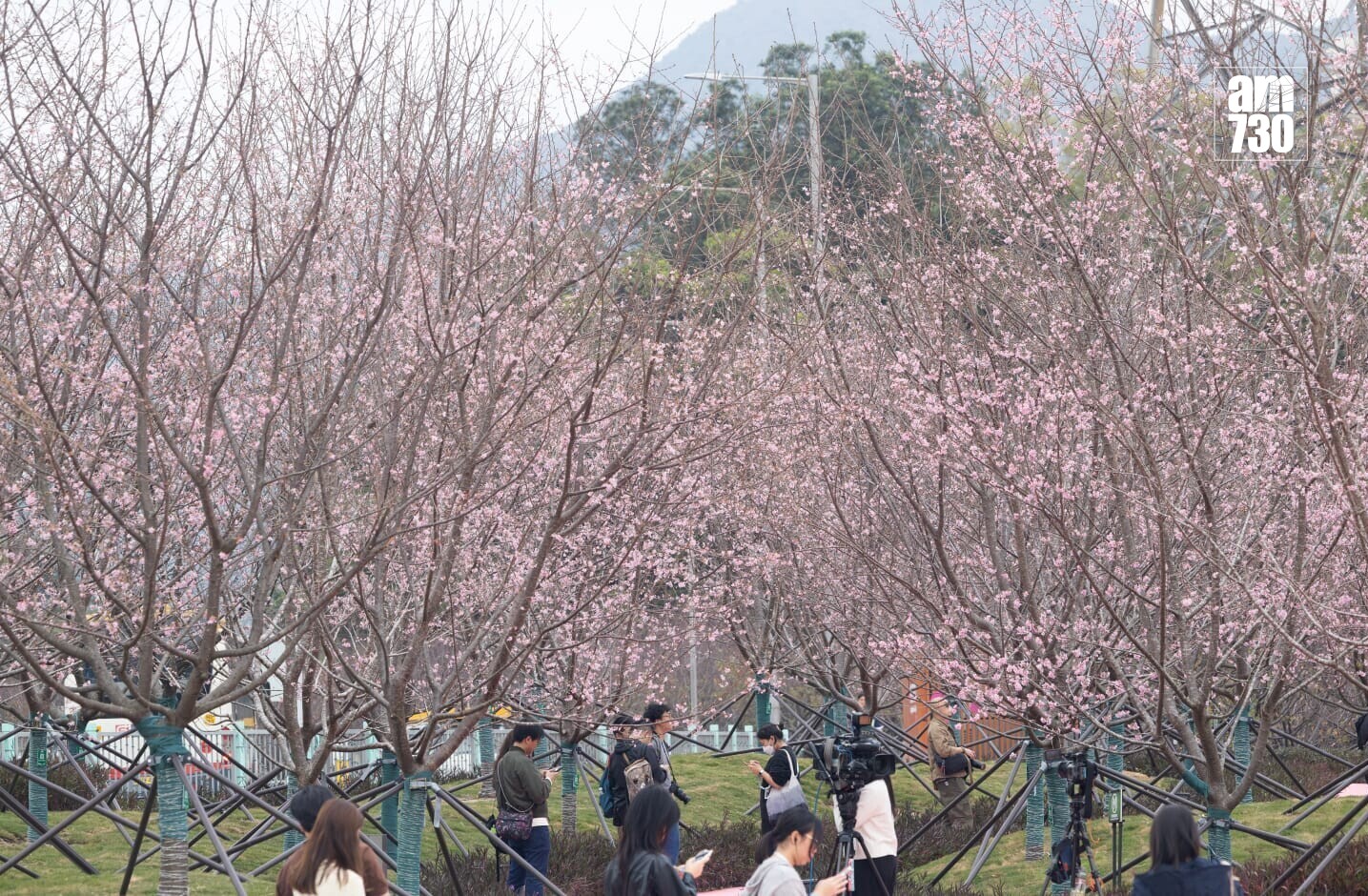 機場櫻花園情人節前一周料最美　第三期擴建增39棵估計吸引10萬人。(蘇文傑攝)