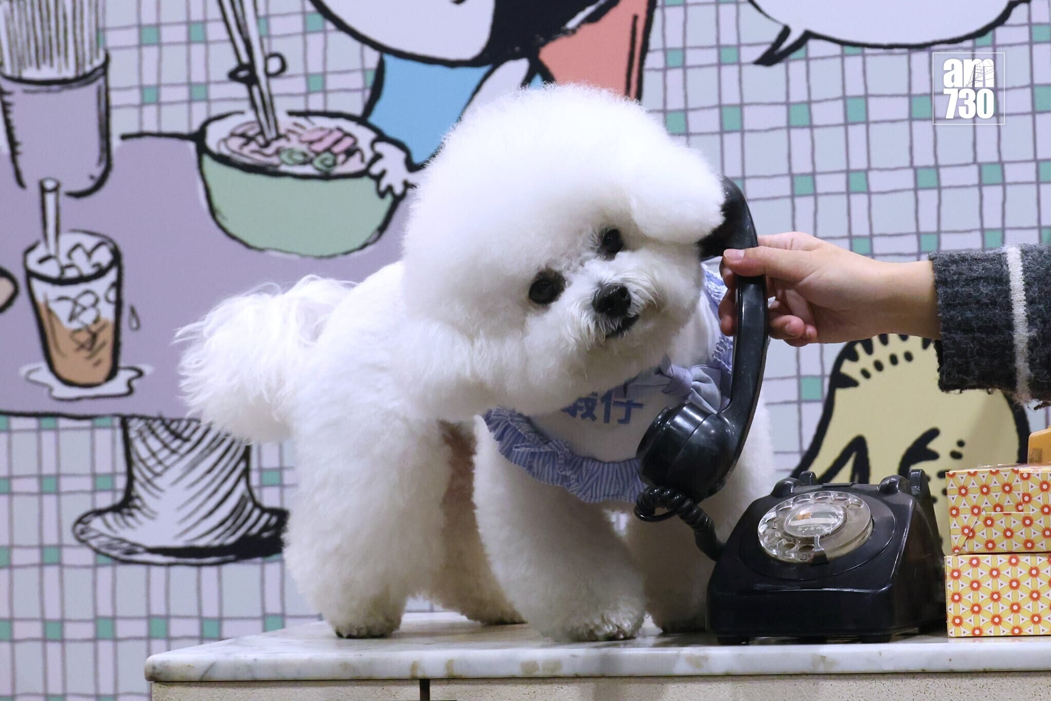 全港最大型公眾寵物展覽「香港寵物節2026」今日起至2月1日（星期四至日）在香港會議展覽中心舉行(林俊源攝)