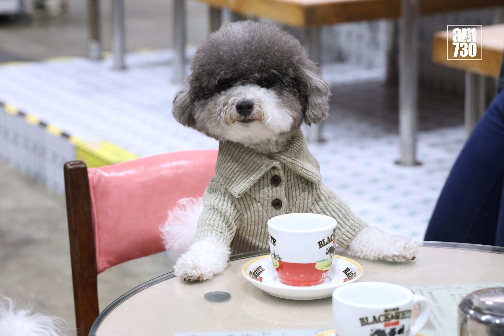 全港最大型公眾寵物展覽「香港寵物節2026」今日起至2月1日（星期四至日）在香港會議展覽中心舉行(林俊源攝)