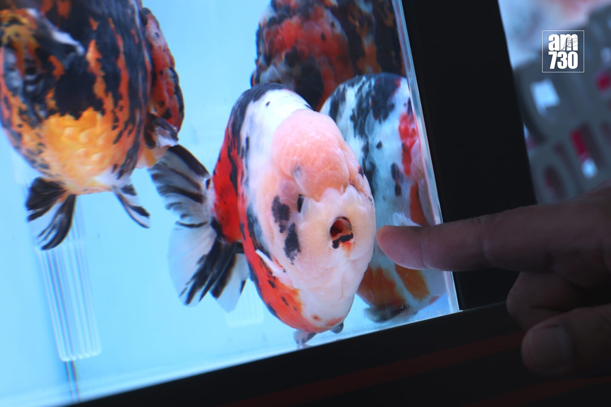 全港最大型公眾寵物展覽「香港寵物節2026」今日起至2月1日（星期四至日）在香港會議展覽中心舉行(林俊源攝)