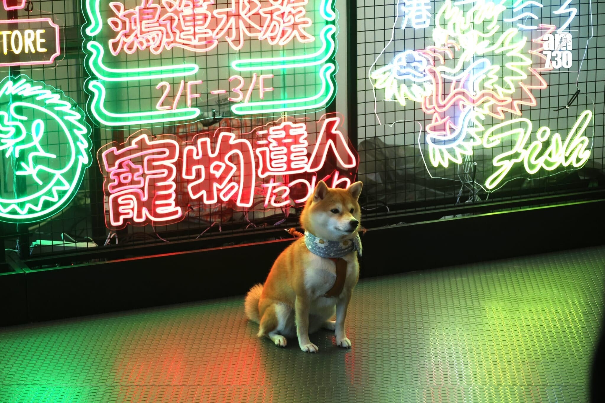 全港最大型公眾寵物展覽「香港寵物節2026」今日起至2月1日（星期四至日）在香港會議展覽中心舉行(林俊源攝)