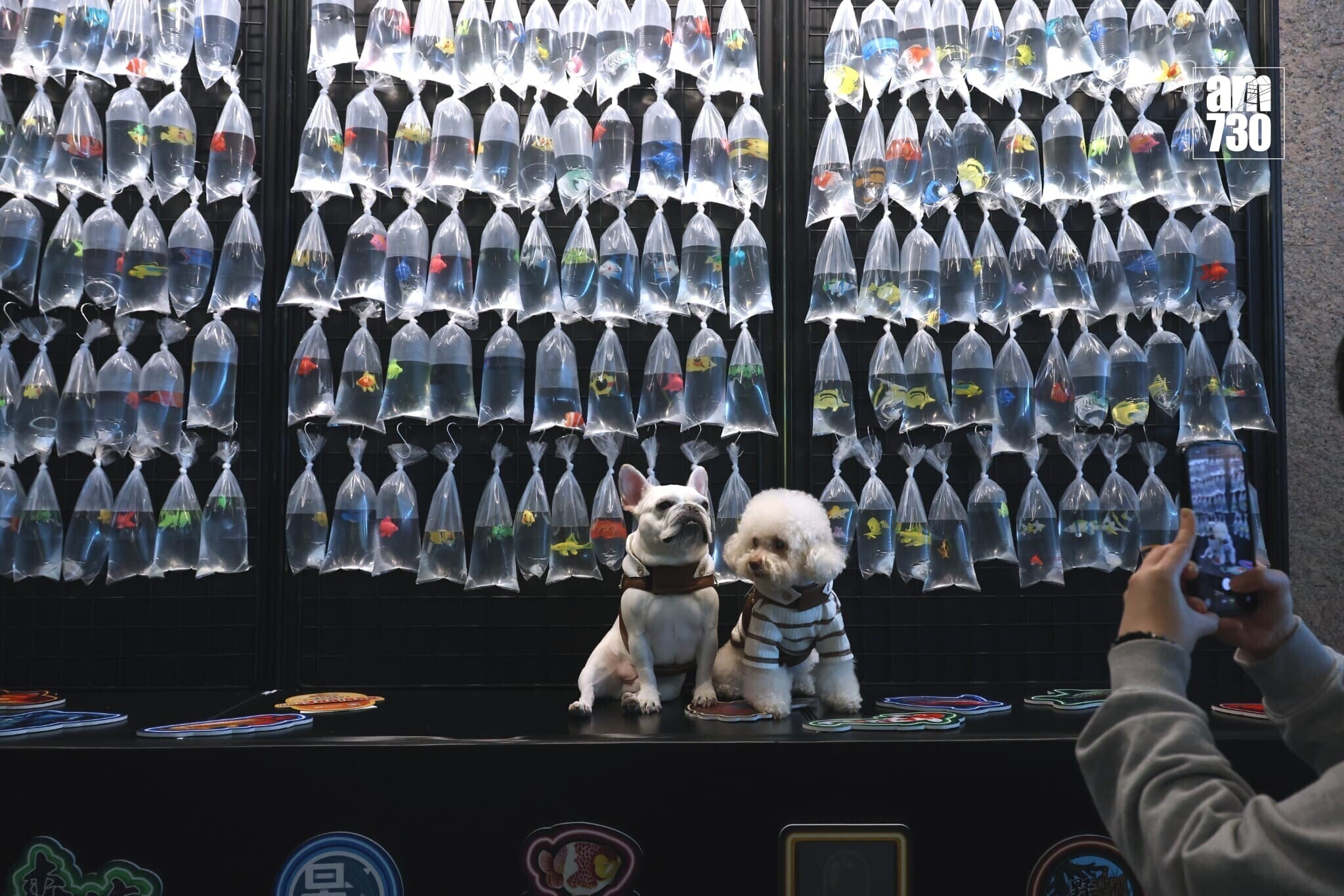 全港最大型公眾寵物展覽「香港寵物節2026」今日起至2月1日（星期四至日）在香港會議展覽中心舉行