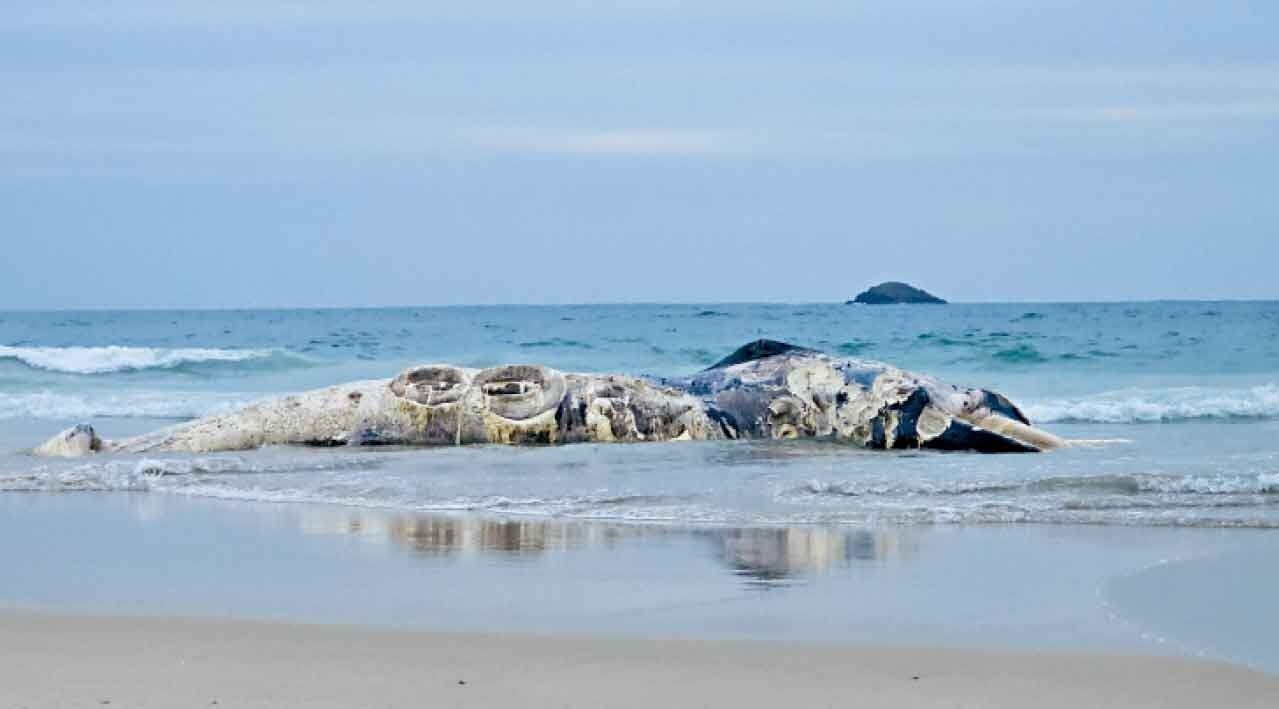 鹹田灣水域發現一具鯨魚屍體