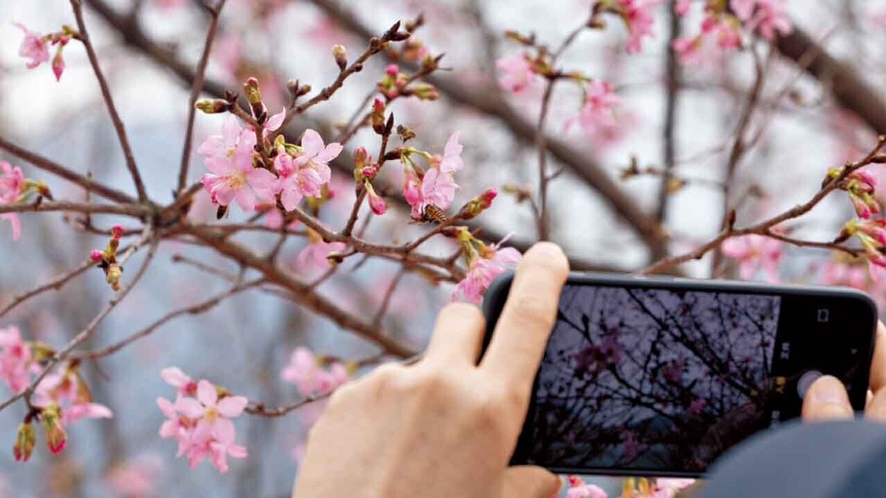 當局呼籲市民分散到訪賞花。