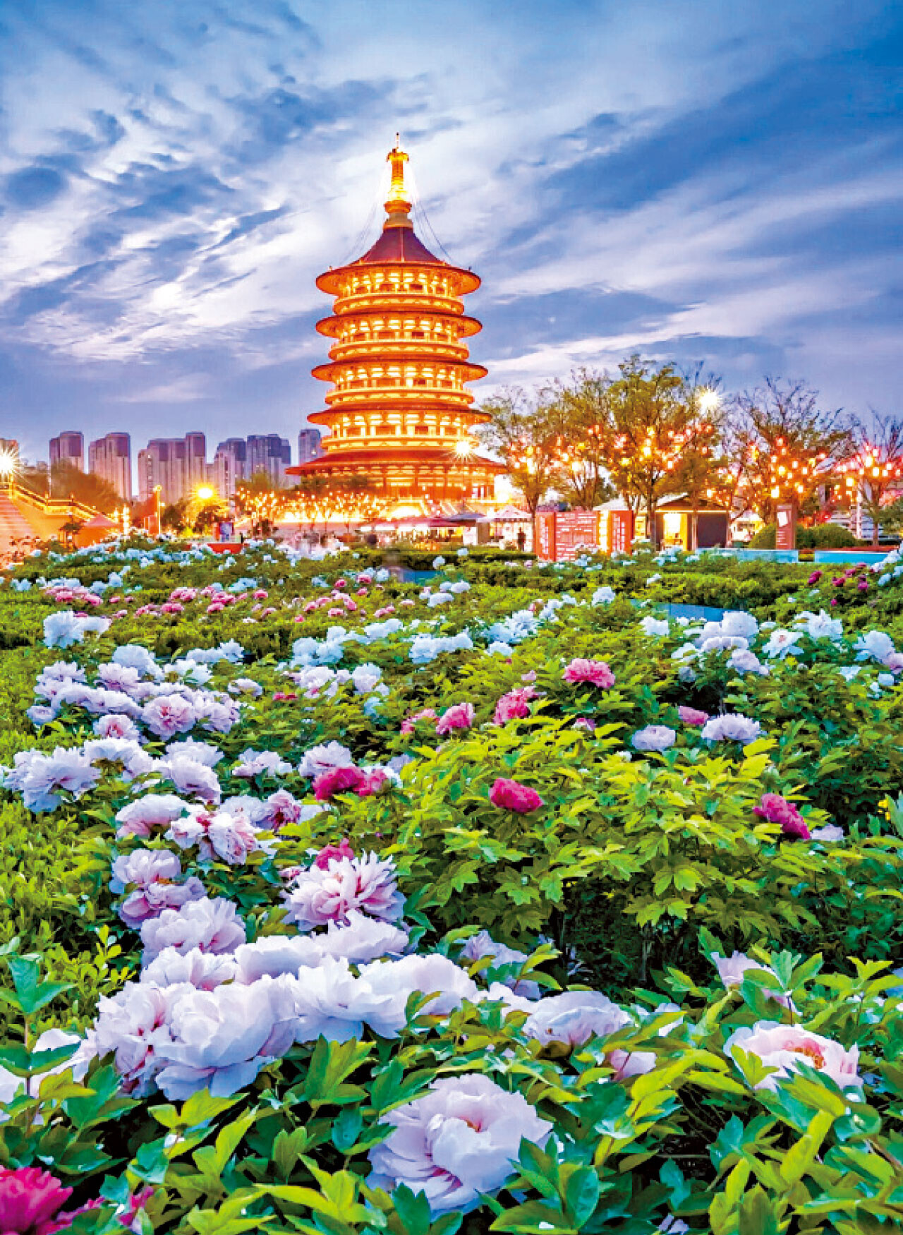 西安河南洛陽賞牡丹